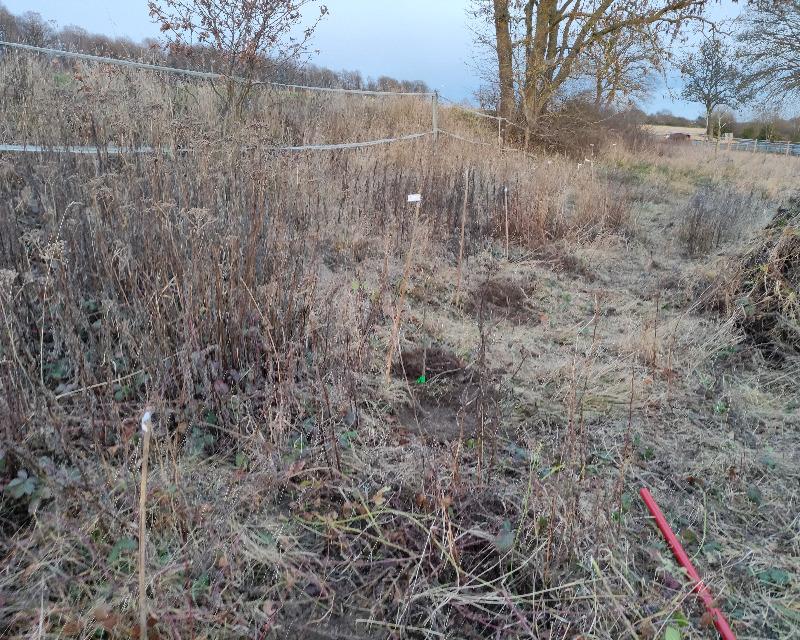 Milieux ligneux